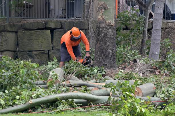 Best Emergency Storm Tree Removal  in Newtown, PA